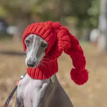 Cozy Hand-Knit Beanie Snood for Greyhounds & Large Dogs